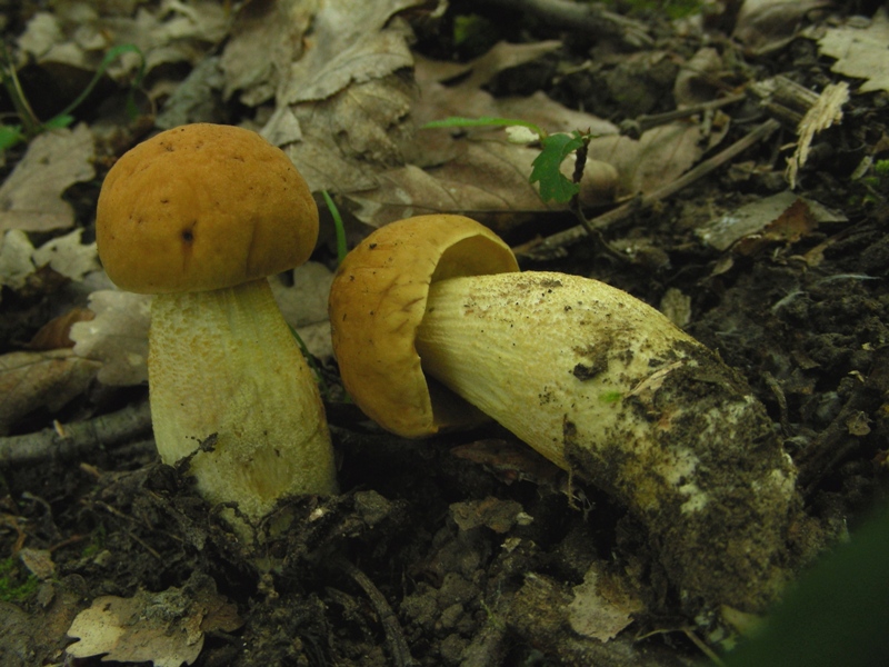Un polentone in castagneto
